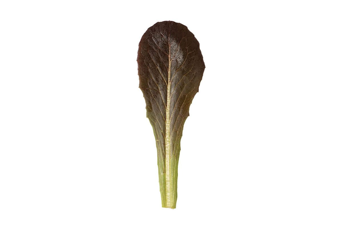 Powerhouse – Organic Lettuce Seed